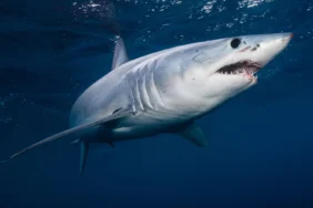 shark