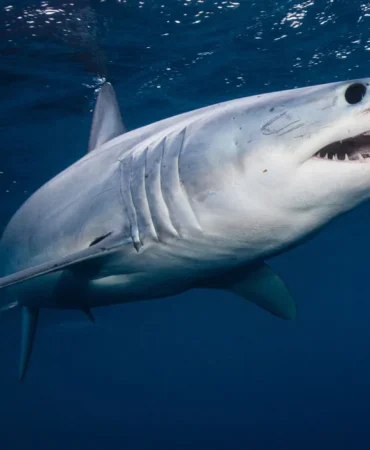 shark